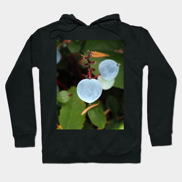 Oregon grape (Mahonia aquifolium) berries in a Pacific Northwest forest Hoodie by SDym Photography